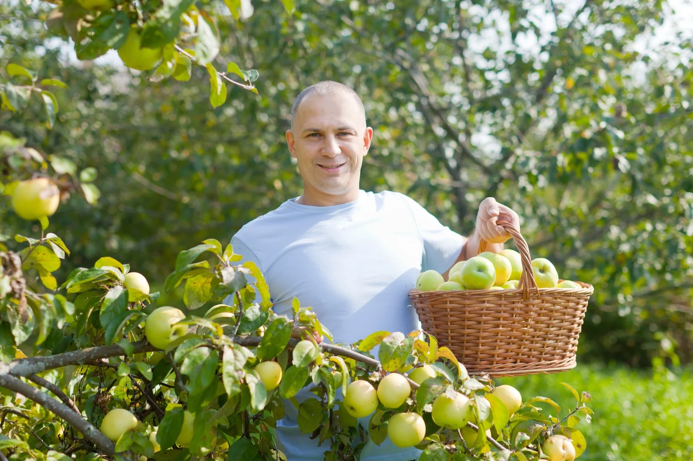 mężczyzna trzymający kosz pełen zielonych jabłek stojący w sadzie przy drzewie obwieszonym dojrzałymi owocami