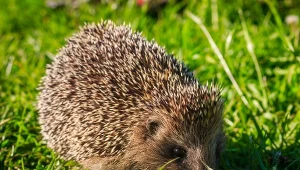 Wczesną wiosną nie dokarmiaj jeży. Bardziej potrzebują innej rzeczy