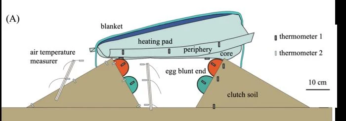Rozmieszczenie termometrów w eksperymentach inkubacyjnych. schematyczny przekrój gniazda z jajami zakopanymi w dwóch kopcach ziemi, nad którymi znajduje się koc i mata grzewcza; rozmieszczone termometry i miernik temperatury powietrza monitorują temperaturę w różnych miejscach, a jaja leżą tępym końcem do środ...