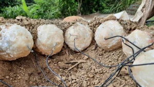 Jak dinozaury opiekowały się jajami? Nowe odkrycia naukowców o inkubacji