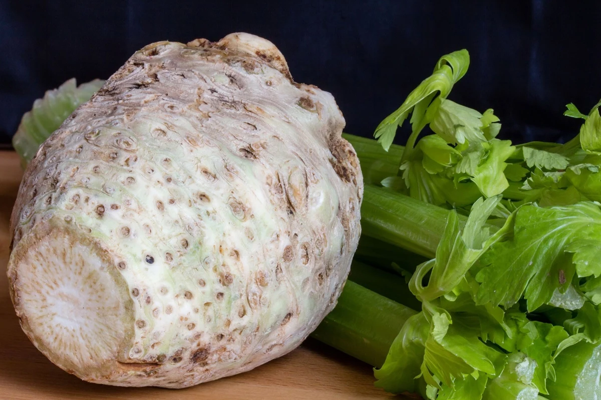 Seler zastąpi mięso podczas przygotowywania kotletów korzeń selera naciowego wraz z zielonymi liśćmi i łodygami na drewnianej powierzchni, wyraźnie widoczne nieregularności i faktura bulwy