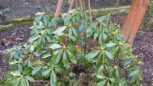 Więcej rododendronów w ogrodzie i to za darmo. Znasz metodę z "ugięciem"?