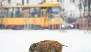 Obawiają się o własne dzieci. Pod przedszkolem czają się dziki