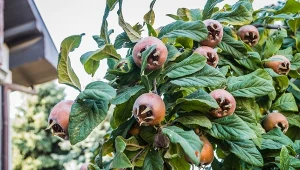 Owoce ma smaczne jak daktyle, a mało kto zna. Koniecznie posadź 