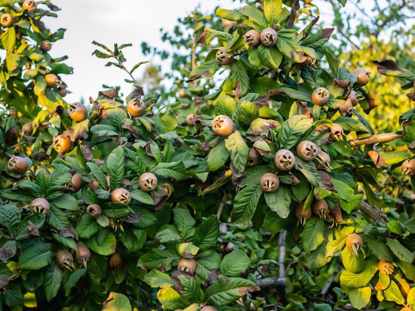 gęste gałęzie drzewa z dużą ilością brązowych owoców o specyficznych, otwartych końcach, otoczone bujnymi, zielonymi liśćmi