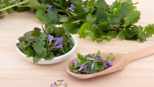 Wiele osób myśli, że to chwast. Ja dodaję go do rosołu