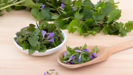 Jaką roślinę warto dodawać do dań?