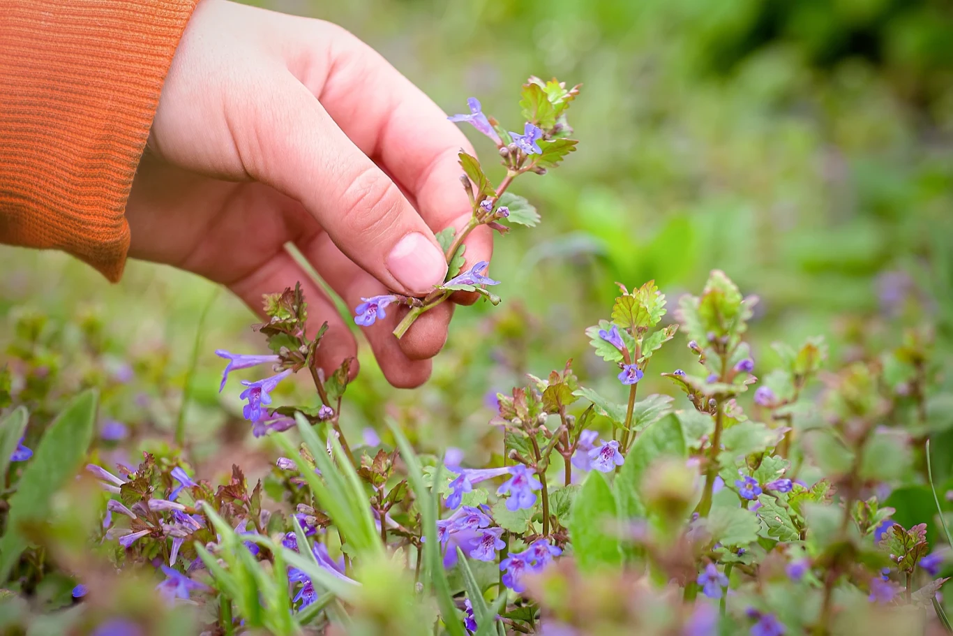 dłoń w pomarańczowym rękawie delikatnie trzyma łodygę rośliny z drobnymi fioletowymi kwiatami w otoczeniu zielonych liści i trawy