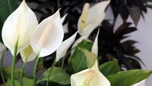 Wrzuć do wody i podlewaj skrzydłokwiat. Będzie cały w pąkach 