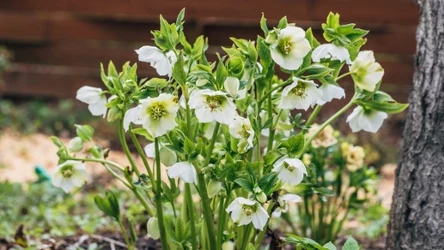 Ciemierniki zakwitają wyjątkowo wcześnie, zdobiąc ogród już na początku wiosny. Jak o nie zadbać w tym okresie?