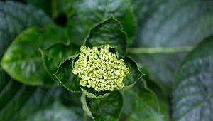 Dobrze wymieszaj i syp pod hortensje. Kwiatów będzie więcej niż liści