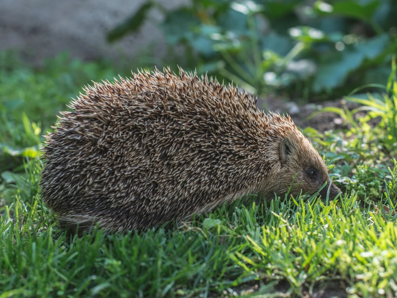 Jeż w ogrodzie wiosną 