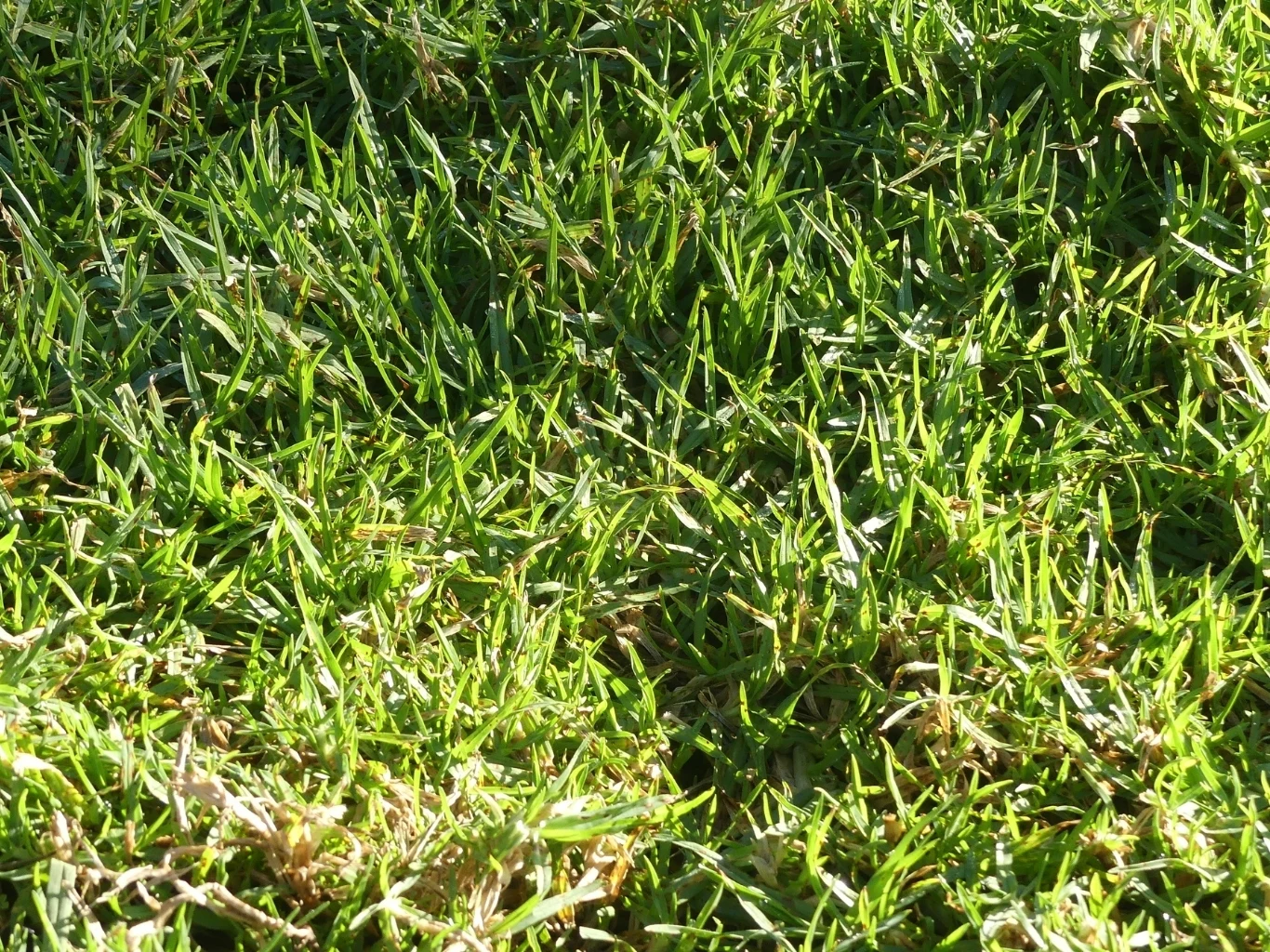 gęsta, zielona trawa o różnej długości, oświetlona słońcem