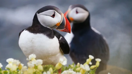 Wichury i orkany doprowadziły do śmierci tysięcy maskonurów