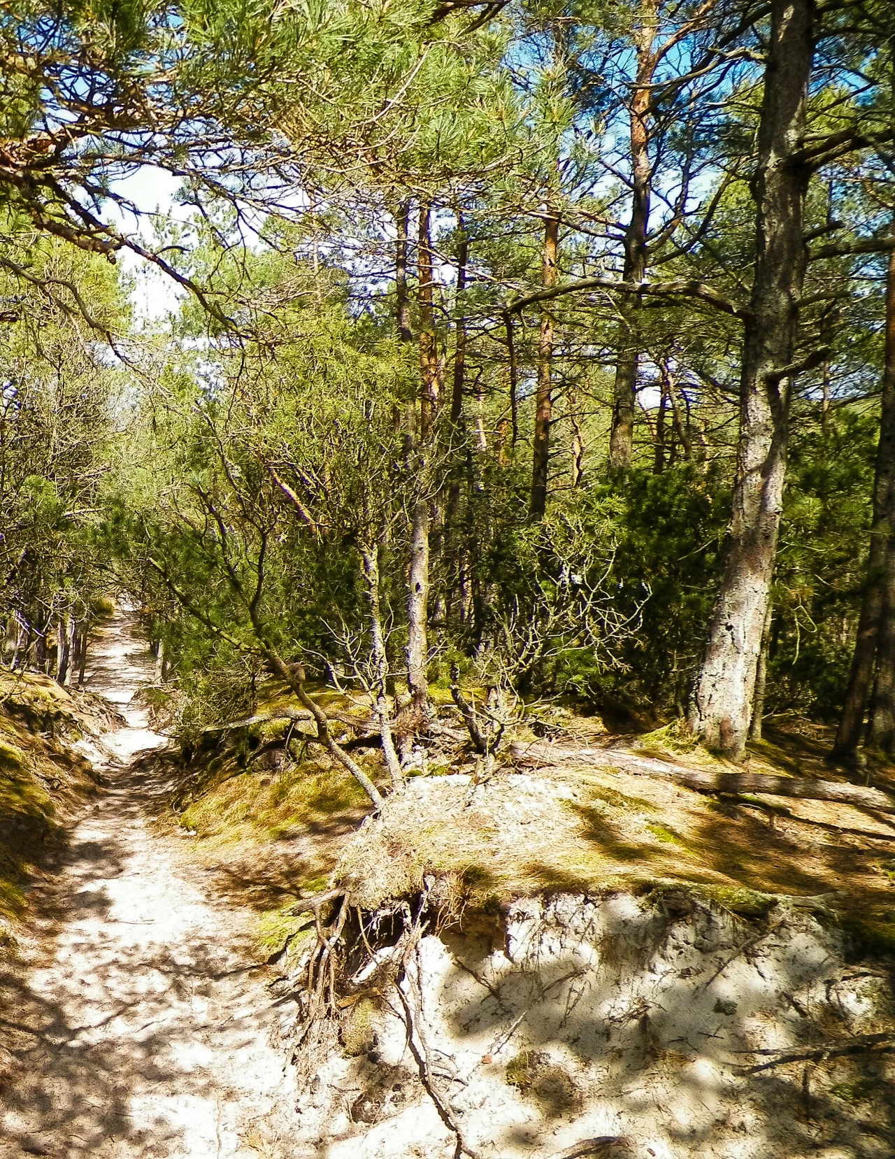 wąska, piaszczysta ścieżka biegnie przez las sosnowy, otoczona gęstymi drzewami i niskim runem leśnym, światło słoneczne przebija się przez gałęzie, tworząc kontrastowe plamy na ziemi