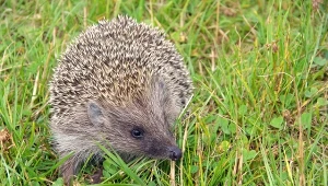 Zostaw w kilku miejscach ogrodzie. Jeże potrzebują tego teraz najbardziej