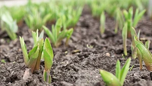 Rozrób i podlewaj cebulki tulipanów. Będą kwitły spektakularnie
