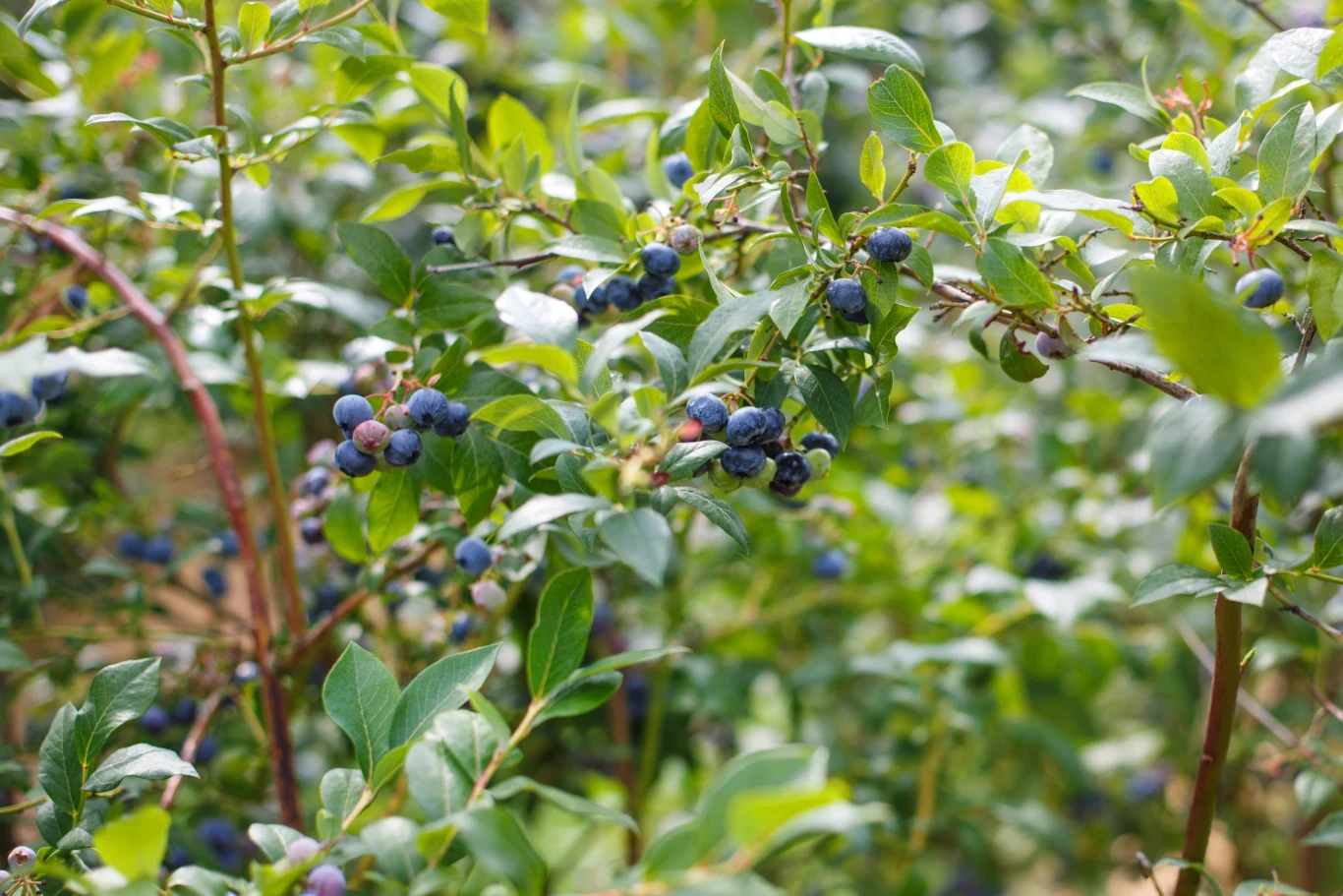 gałązki krzewu jagodowego obciążone dojrzałymi, ciemnoniebieskimi owocami w otoczeniu gęstych zielonych liści
