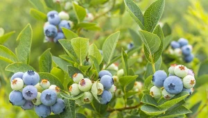 Ten sposób to hit w uprawie borówek. Owoce nie gniją, a krzewy są zdrowe