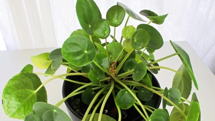 Jak dbać o pieniążka w marcu, by bujnie rósł?