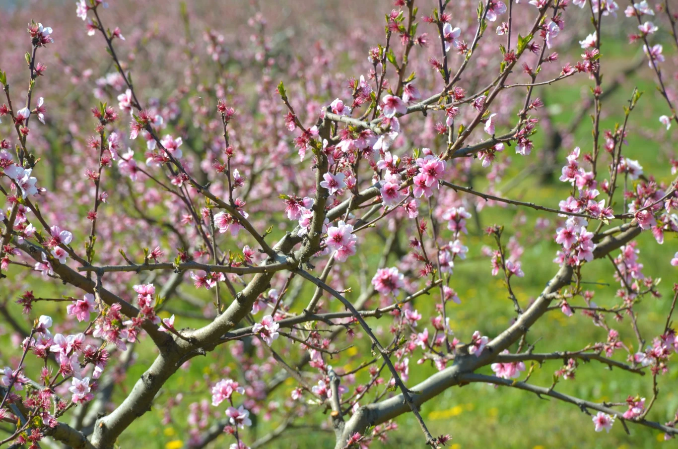 Gałęzie drzewa owocowego pokryte licznymi różowymi kwiatami, w tle rozmyty sad również pełen kwitnących drzew.