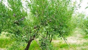 Syp teraz pod śliwy i grusze. Poprawisz smak, kolor i jędrność owoców