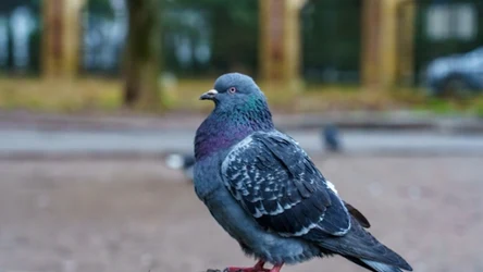 Gołąbie są jednymi z typowych synantropów