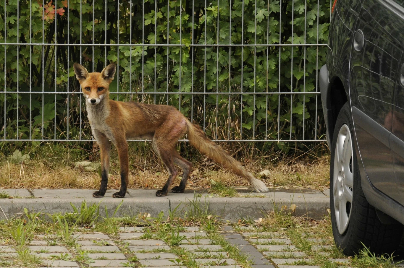 lis o szczupłej sylwetce stojący przy krawędzi chodnika obok zaparkowanego samochodu, w tle metalowe ogrodzenie i gęste zielone krzewy