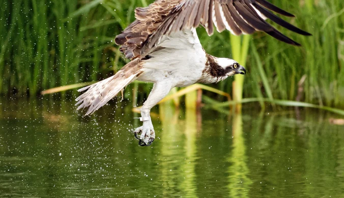 Rybołów musi odlecieć, gdy woda zamarza. Tu osobnik z Finlandii