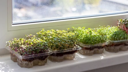 Wykorzystanie mikrolistków w kuchni nie zna granic. 