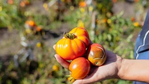 Kto wysieje, ten żałuje. Uważaj na najgorsze odmiany pomidorów 
