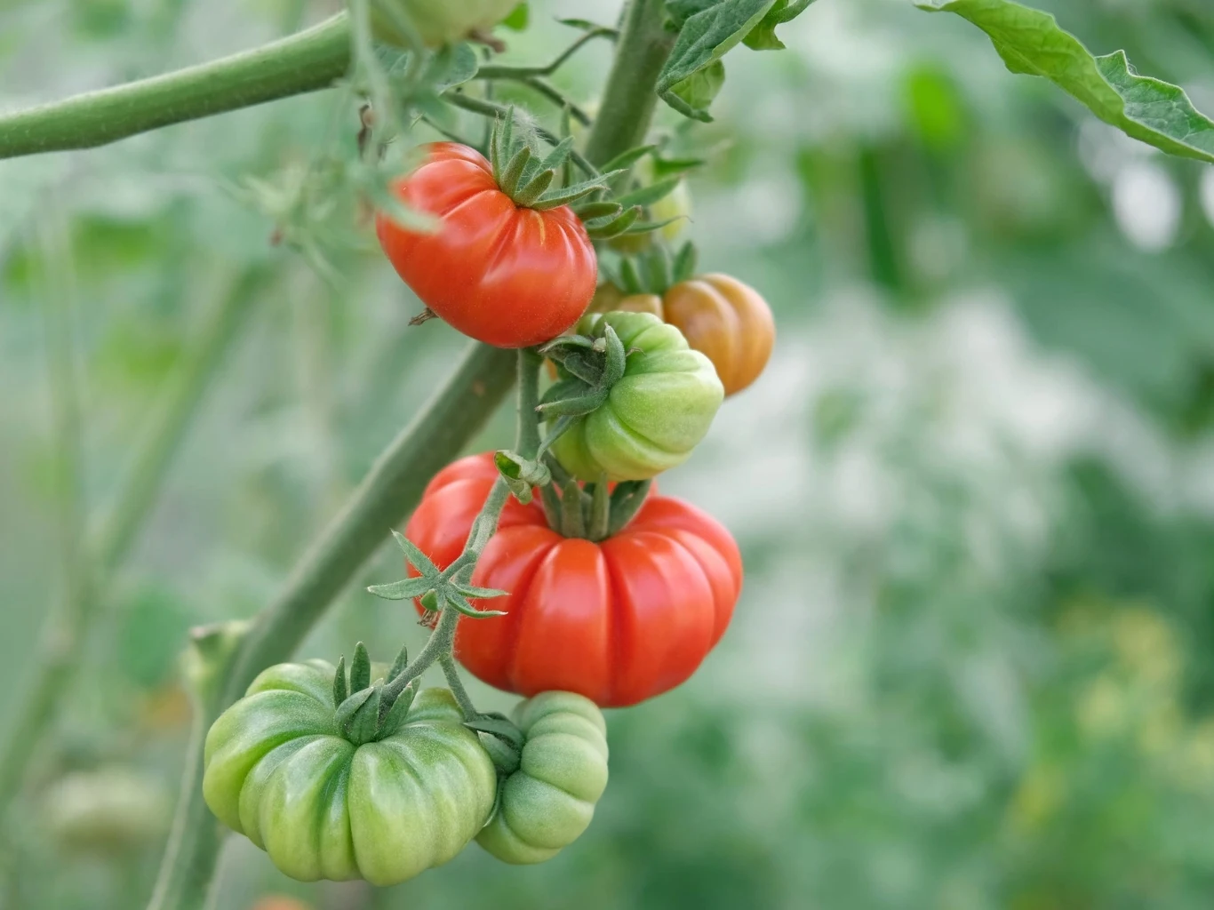 wiszące na gałęzi pomidory w różnych stadiach dojrzałości, od zielonych do czerwonych, o lekko żebrowanej powierzchni