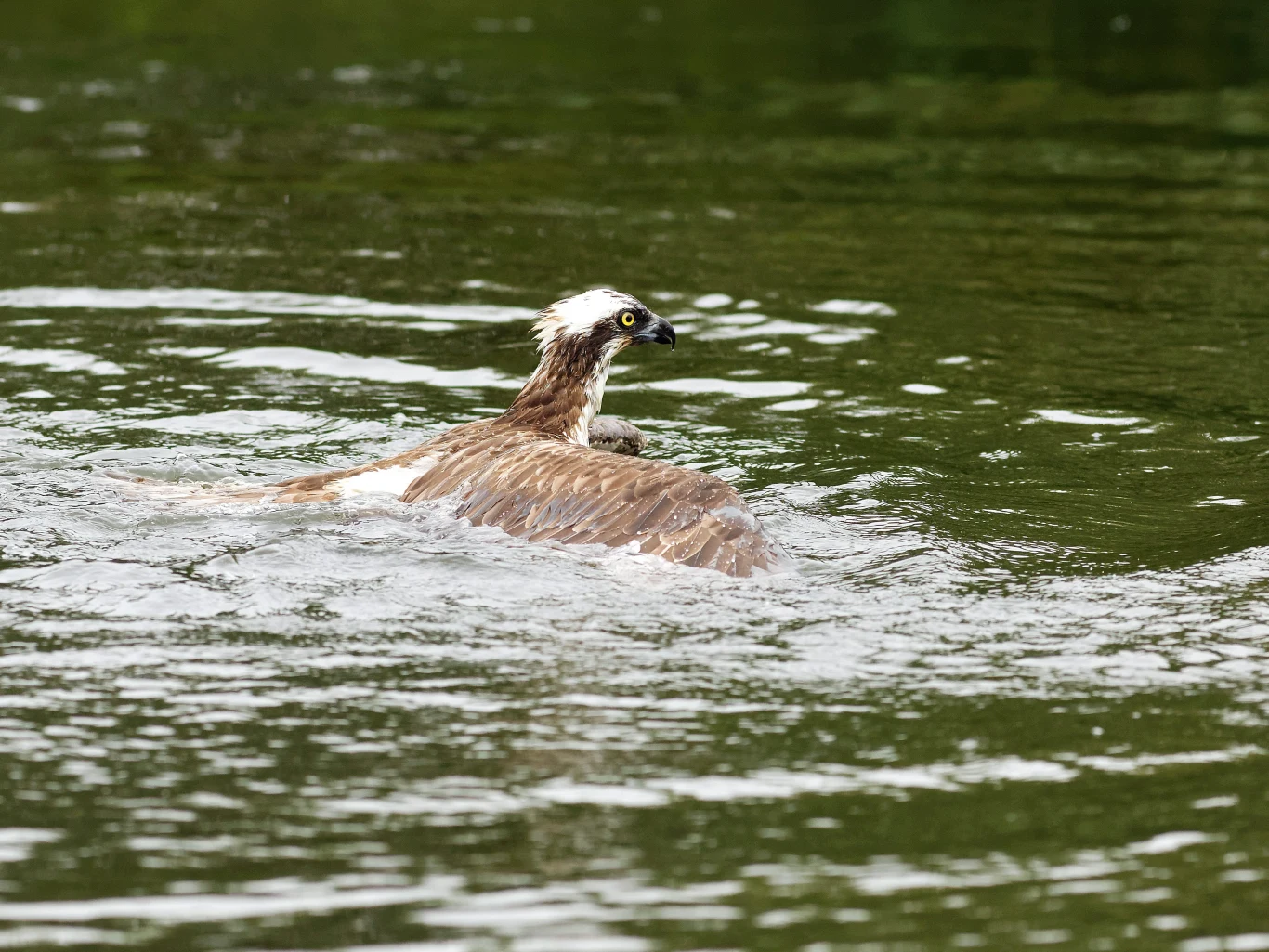 rybołów płynący po powierzchni wody, z wyraźnie kontrastującą białą głową i ciemnym dziobem, otoczony spokojną taflą wody