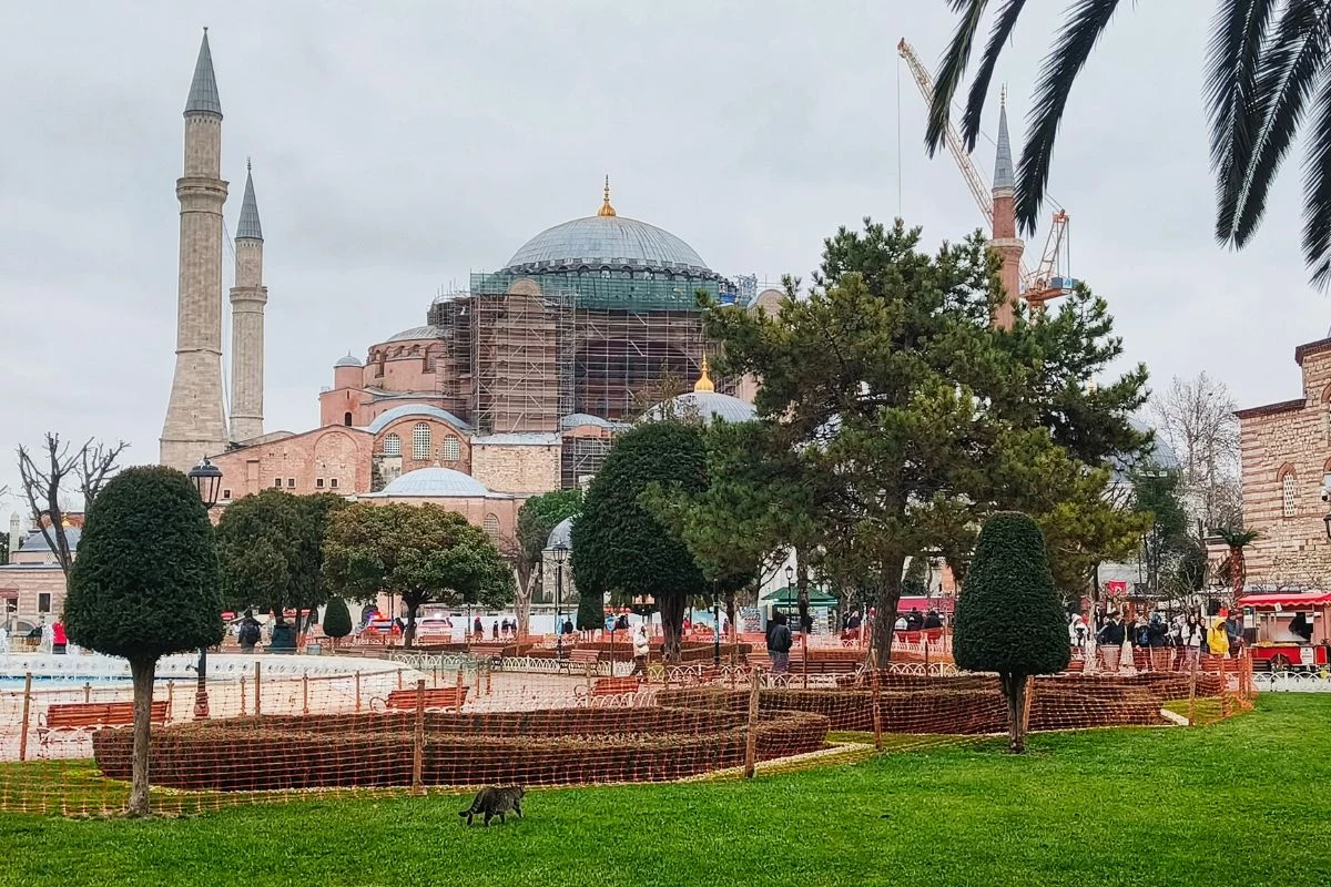 Hagia Sophia z dwiema wieżami minaretów w tle, otoczona rusztowaniami i drzewami, na pierwszym planie zielony trawnik, żywopłoty ozdobne oraz czarna kotka spacerująca po trawie.