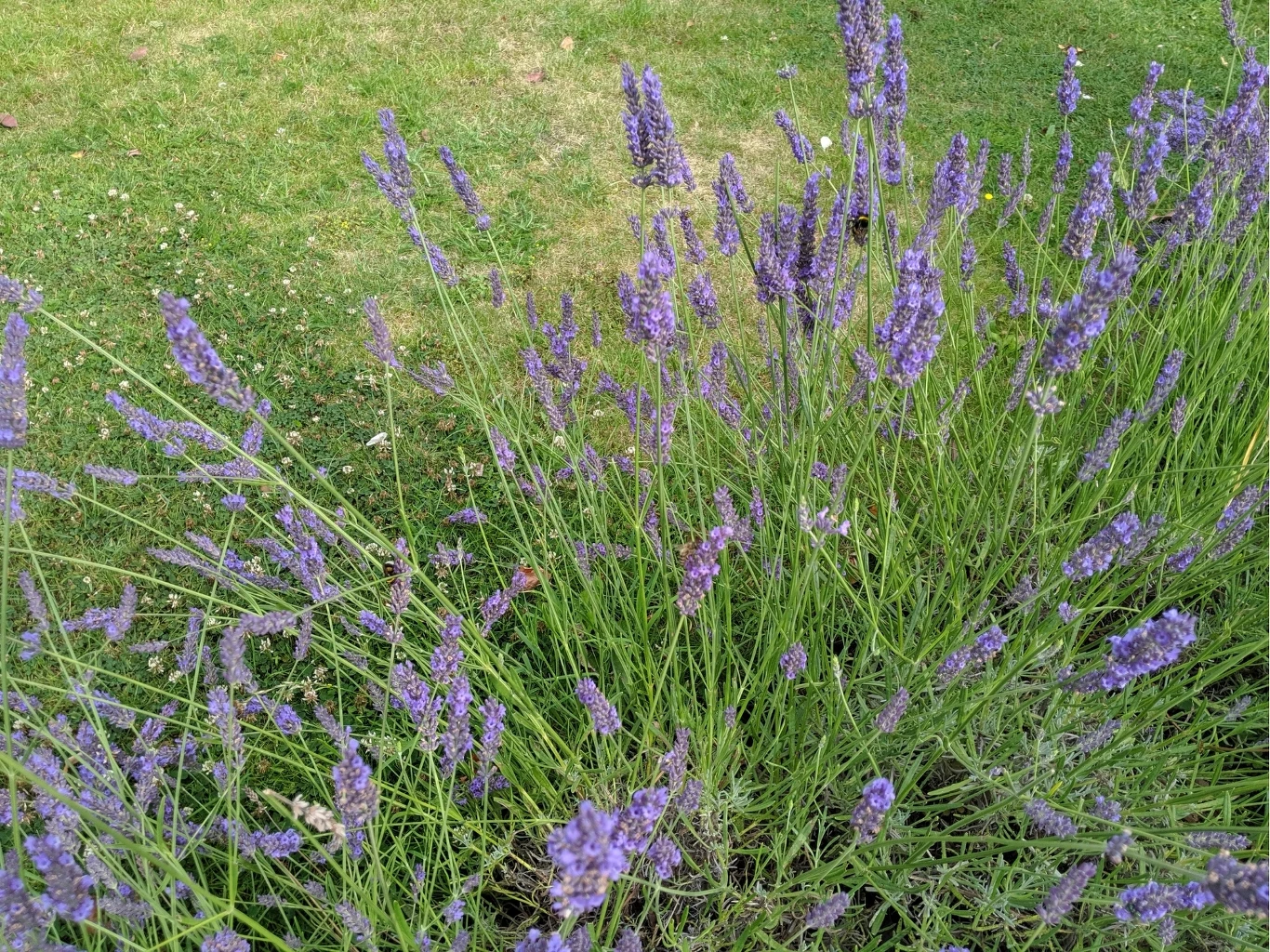 gęsty krzew lawendy z licznymi fioletowymi kwiatami na tle zielonej trawy