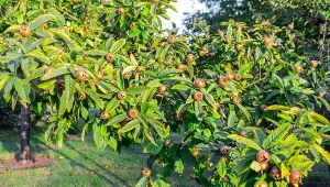 Owoce ma smaczne jak daktyle, a mało kto zna. Koniecznie posadź 