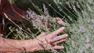 Jak sprawić, by lawenda kwitła całe lato? Konieczny jeden zabieg