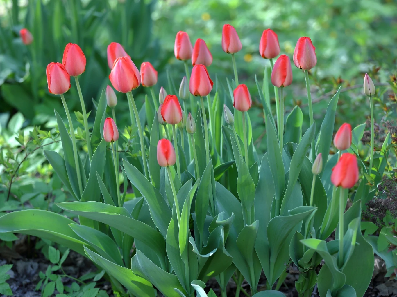 Grupa kwitących, czerwonych tulipanów w ogrodzie 