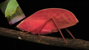 Zmiana barwy przebiegła w dwa tygodnie