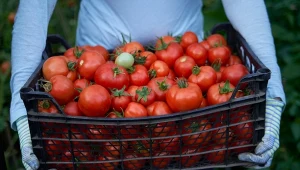 Jaka jest najlepsza odmiana pomidora? Te zachwycą smakiem