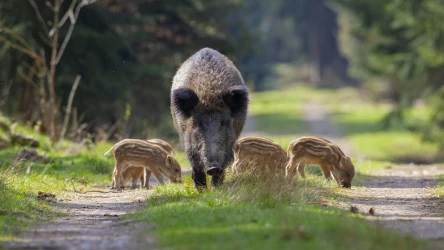 Dziki żyły niegdyś w krainie zwanej Doggerland, europejskiej Atlantydzie