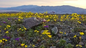 Superbloom w najsuchszym rejonie Ameryki Północnej