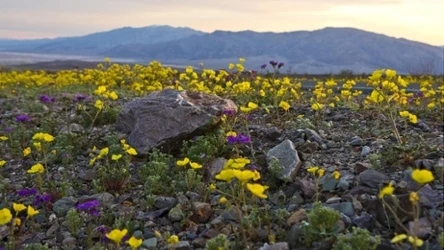 Superbloom w najsuchszym rejonie Ameryki Północnej