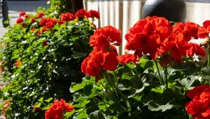 Podlewaj pelargonie specjalną wodą. Szybciutko urosną i wypuszczają pąki