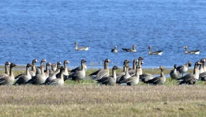 Rozlewiska Biebrzy wysychają. Zagrożony sukces lęgowy powracających ptaków