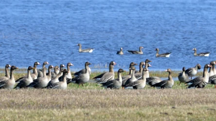 Rozlewiska Biebrzy stopniowo wysychają
