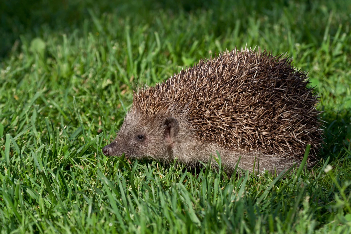 Czy można dokarmiać jeże zaraz po wybudzeniu? Jeż z brązowymi kolcami idący po zielonej trawie tuż po wybudzeniu z hibernacji