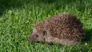 Zostaw w kilku miejscach ogrodzie. Jeże potrzebują tego teraz najbardziej