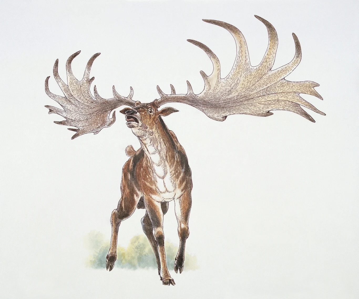 wielki jeleń z potężnymi, szeroko rozłożonymi porożami, stojący na otwartej przestrzeni