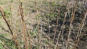 Czym dokarmiać maliny na przełomie marca i kwietnia?